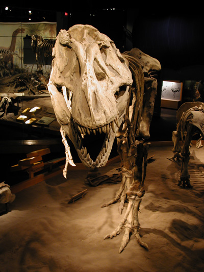 Photo of T-Rex Skeleton at the Royal Tyrrell Museum - Copyright Chad Kerychuk