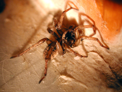 Bathroom spider photo 01