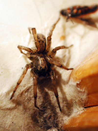 Bathroom spider photo 02