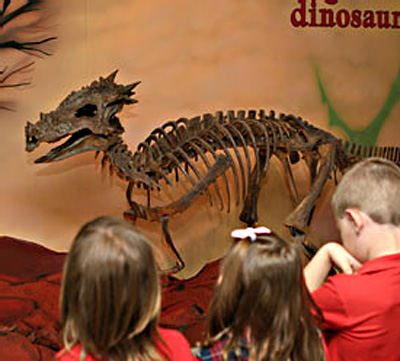 Dracorex hogwartsia photo from The Children's Museum of Indianapolis.