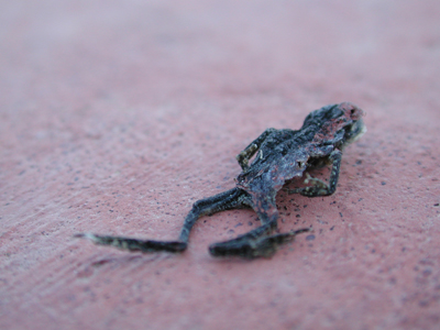 Dried Frog photo