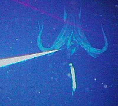 giant squid length