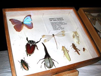 Iowa State Insect Zoo Photo 01