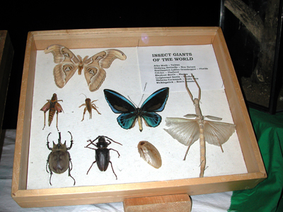 Iowa State Insect Zoo Photo 04