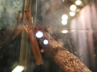 Iowa State Insect Zoo Photo 06