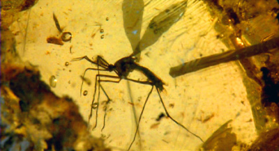 Jurassic Park Screenshot - Mosquito in Amber