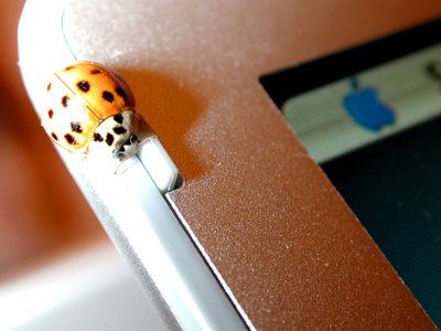 Photo of a Ladybug on a 17 inch Apple PowerBook.