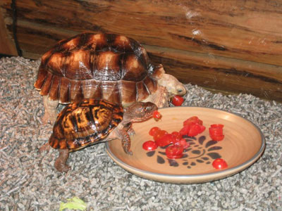 Photo of Sam and Ella the tortoises