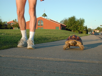 Tortoise Walking Photo 02