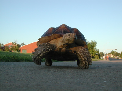 Tortoise Walking Photo 03