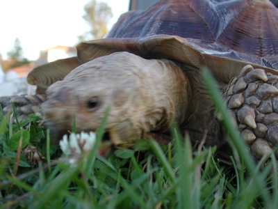 Tortoise Walking Photo 05