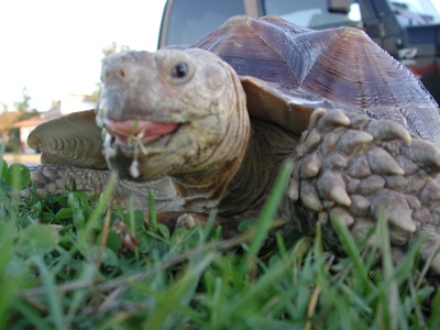 Tortoise Walking Photo 06