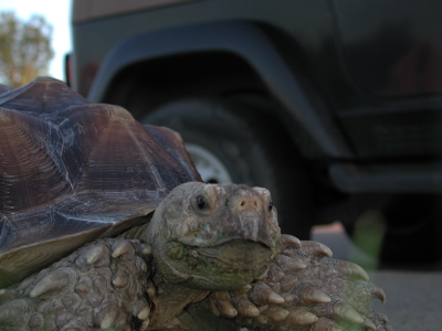 Tortoise Walking Photo 07