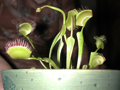 Venus Fly Traps photos 01