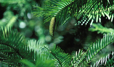 Wollemi Pine Photo