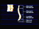 Pinnacle Rehabilitation Limited Spinal Animation - Video Link